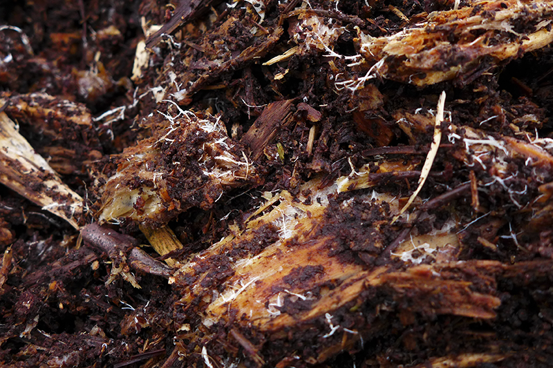 fungal histories